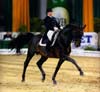 RPSI Licensed stallion Lagoheidor G