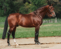 Calimero